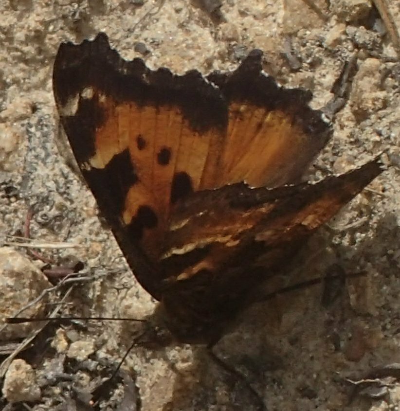 High Resolution Nymphalis californica Animal